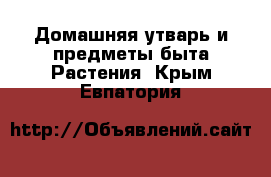 Домашняя утварь и предметы быта Растения. Крым,Евпатория